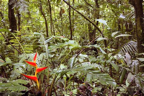 Tropical Rainforest Plants List