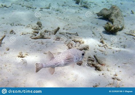 Side View Of A Pufferfish Underwater Stock Photo Image Of Closeup
