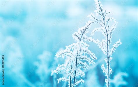 Frozen Winter Meadow Close Up Nature Details Stock Photo Adobe Stock
