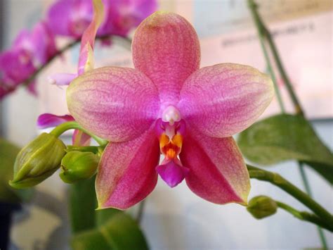 Phalaenopsis Sweet Memory Orchid Hybrid Care And Culture Travaldos Blog