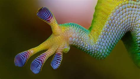 Biomimetic Materials Gecko Feet Adhesives Youtube