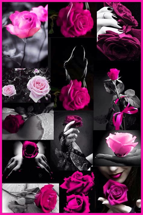 Rose Color Splash Collage By Ladee Pink Color Rosa Rose Color Color