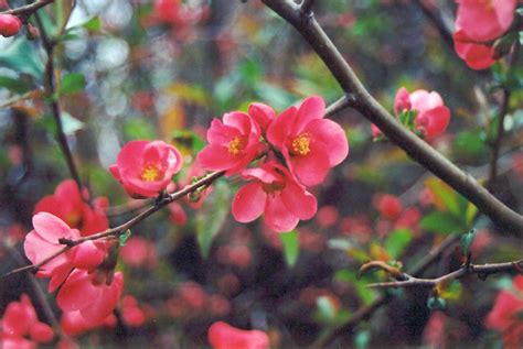 Plant database entry for flowering quince (chaenomeles 'texas scarlet') with 17 images and 28 data details. Texas Scarlet Flowering Quince (Chaenomeles speciosa ...
