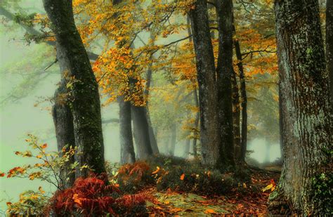 misty-autumn-forest-wallpapers-wallpaper-cave