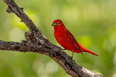 10 Free Tanager Red And Summer Tanager Images Pixabay
