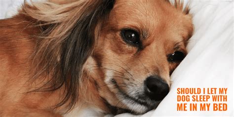 Maybe you would like to learn more about one of these? Should I Let My Dog Sleep In Bed - Co-Sleeping Pros, Cons ...