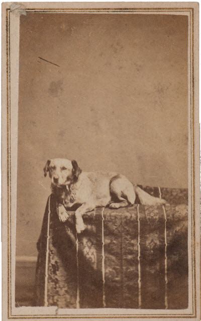 Abraham Lincolns Dog Fido Hati And Skoll Gallery