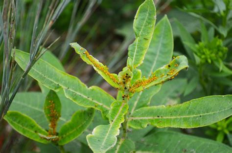 How To Get Rid Of Aphids On Milkweed Save Our Monarchs Get Rid Of