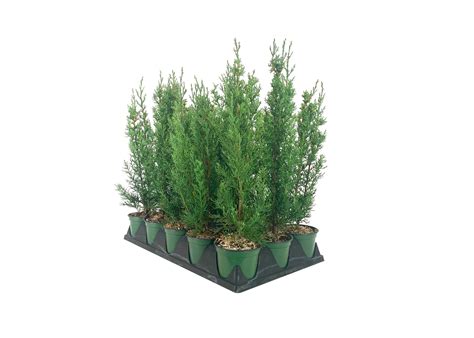 Buy Italian Cypress Tree 3 Live 4 Inch Pots Cupressus Sempervirens