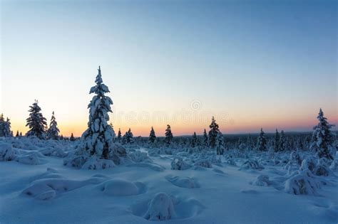 Winter Forest In Northern Finland Stock Image Image Of