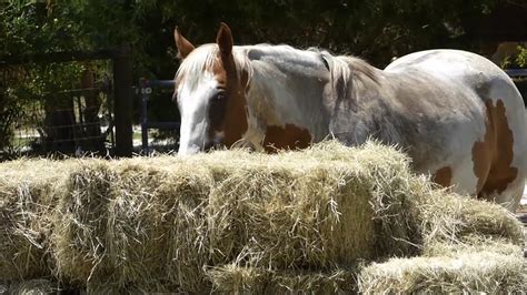 Extremely Hungry Horses Eating 30 Bales Of Hay In About 4 Minutes Youtube