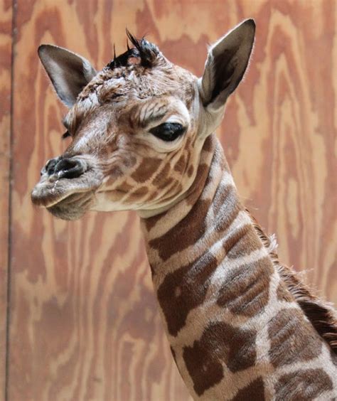 Reticulated Giraffe Calf Born At San Francisco Zoo Zooborns