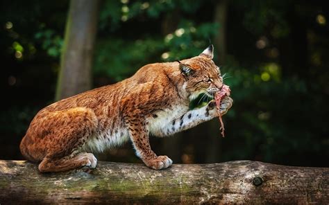 Wallpaper Food Nature Meat Wildlife Log Big Cats Zoo Whiskers