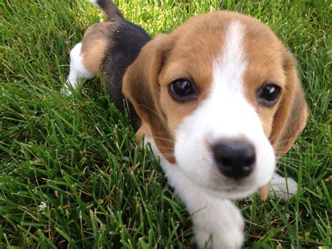Beagle Puppy Cute Puppies Beagle