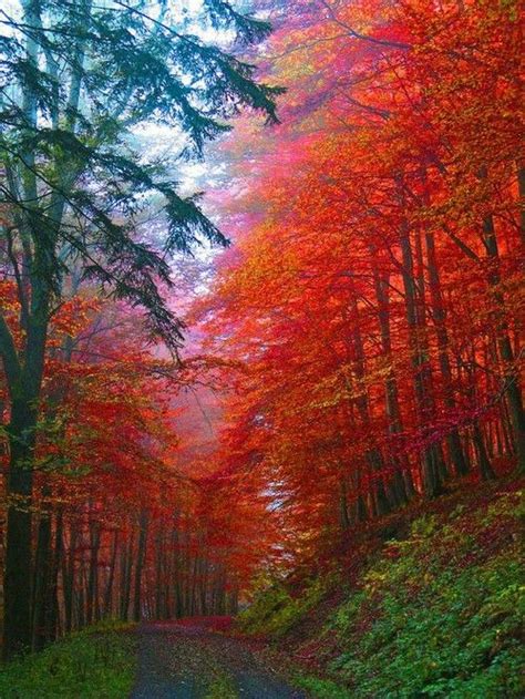 Red Autumn And Tree Image Beautiful Nature Scenery Autumn Forest
