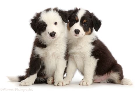 Dogs Two Border Collie Puppies Sitting Photo Wp43304