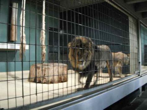 Berlin Zoo Poor Animals Kept In Concrete Cages