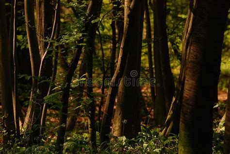 A Thick Forest Stock Photo Image Of Quiet Nature Trunks 210373320