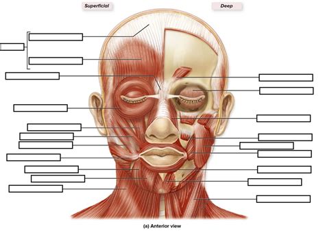 Muscles Of Facial Expression Anterior Diagram Quizlet
