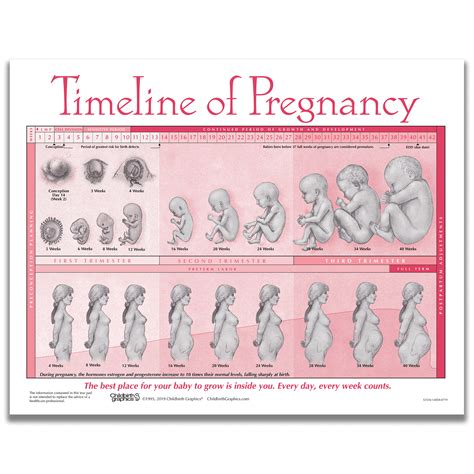Weekly Fetal Development Chart Childbirth Graphics
