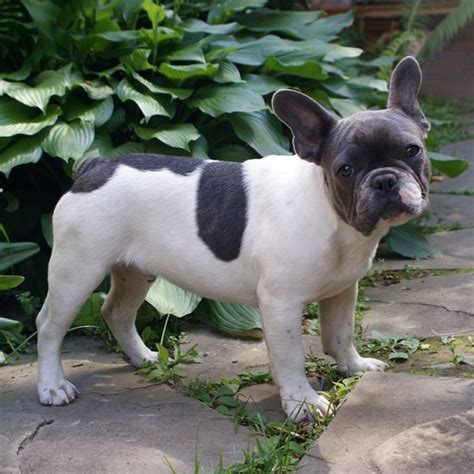 French Bulldog Info Size Temperament Lifespan Puppies Pictures