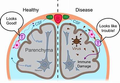 Brain Immune System Parenchyma Slit Changes Social