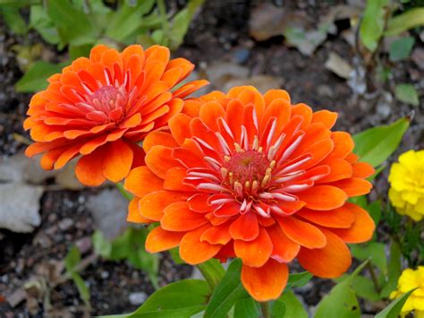 Orange Zinnia Flowers Picture Free Photograph Photos Public Domain