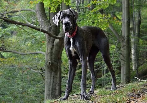 10 Best Large Dog Breeds With Gentle Spirit The Buzz Land