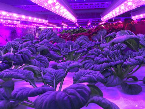 Best led grow lights for every budget. led grow tube 20w led t8 tube for indoor plant hydroponic ...