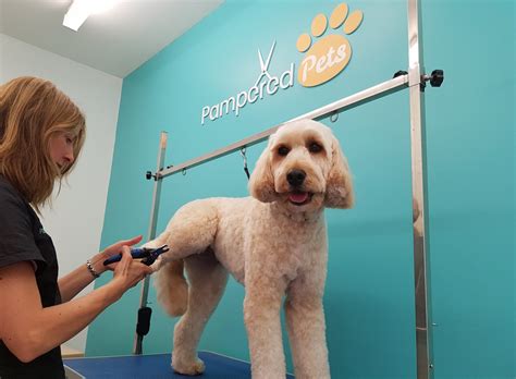 Pampered Pets Professional And Friendly Dog Grooming Service