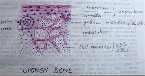 Figure 631 anatomy of a long. Histology Slides Database: spongy bone high resolution ...