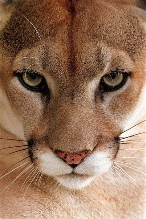 610 Best Images About Cougar Americas Big Cat On Pinterest