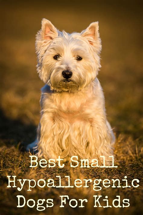 Best Small Hypoallergenic Dog Breeds For Families Moo Seat The Forest