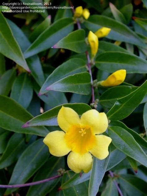 Plantfiles Pictures Yellow Jessamine Carolina Yellow Jasmine