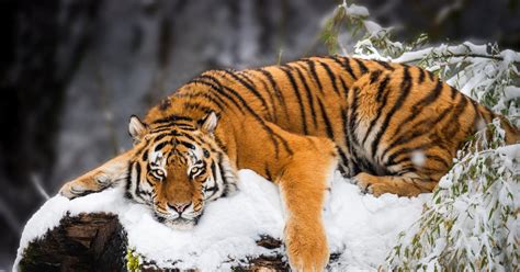 El majestuoso tigre siberiano el félido más grande del mundo