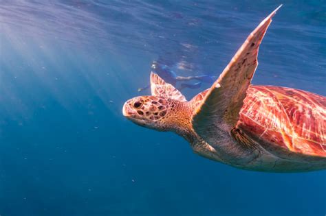 Hawksbill Sea Turtle Eretmochelys Imbricata