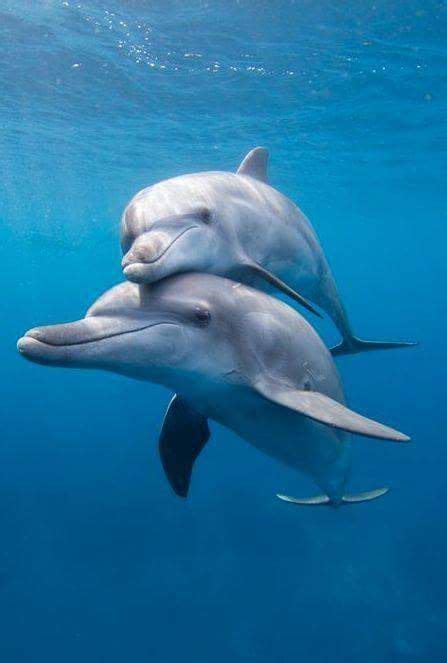 15 1 12 Marine Animals Dolphins Animals