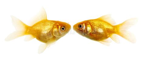 Goldfish Pair A Background Of Two Goldfish Facing Each Other Isolated
