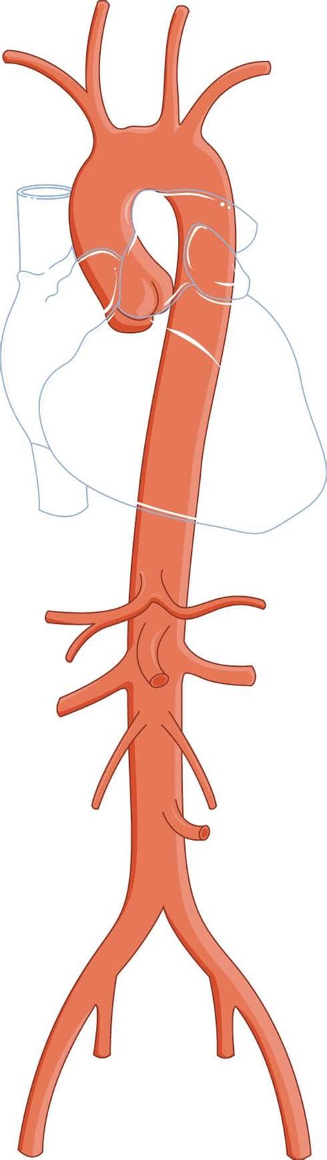 Arteria Aorta Partes Ubicación Anatomia Función Importancia Clínica