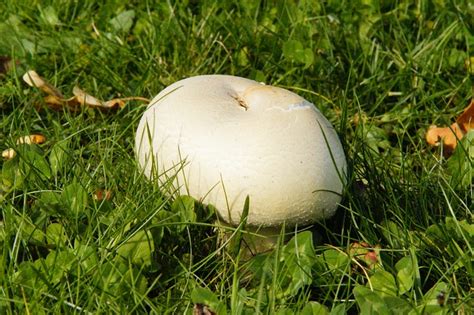Why are there Mushrooms Growing in my Lawn? | Tomlinson Bomberger