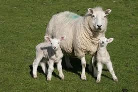 How to care for a pregnant dog. PREGNANT WOMEN WARNED TO AVOID ANIMALS GIVING BIRTH ...