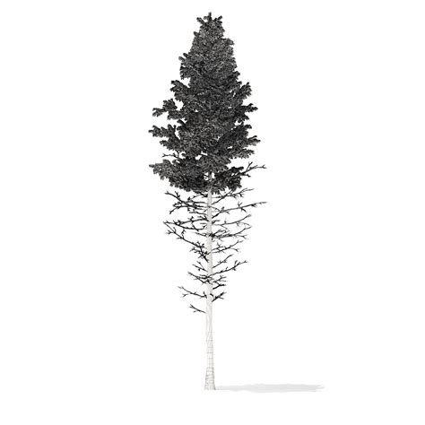 7 Beautiful Snow Tree 3d Model Free Download