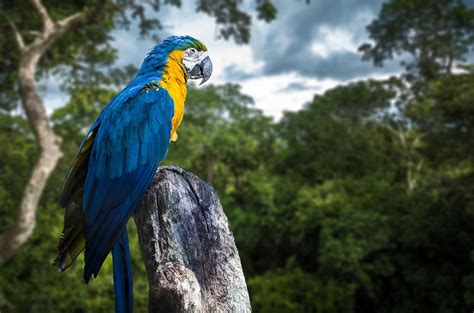What Animals Live In The Amazon Rainforest? - WorldAtlas.com