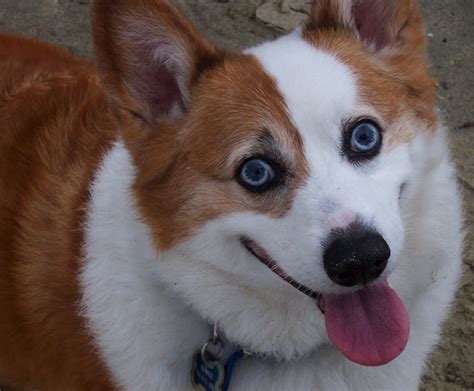 23 Common And Rare Dogs With Blue Eyes Everything You Need To Know