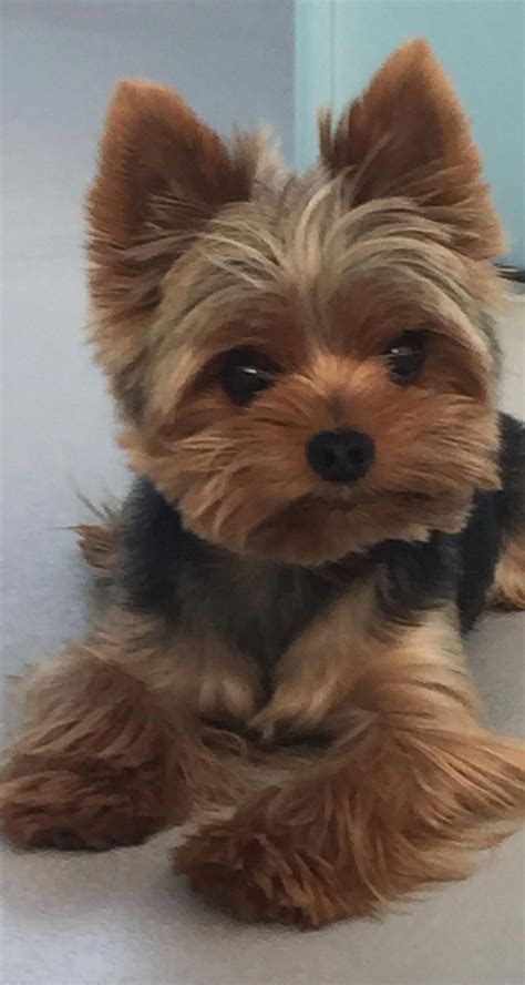 The Many Things I Love About The Affectionate Yorkie Dogs