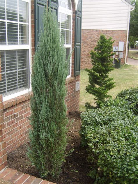 Mar 29, 2019 · trim the bushes as needed in the summer if the tree loses its shape. Columnar Plants | Radcliff House - Out | Pinterest ...