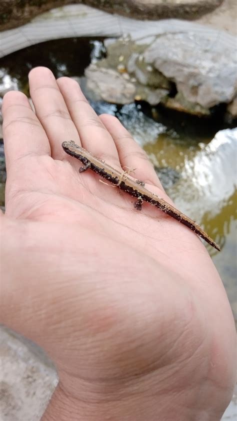 Broadfoot Mushroomtongue Salamander From Fernando Gutierrez Barrios