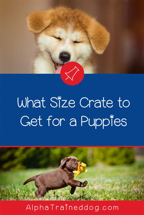 Not your typical puppy class! Top 5 Best Crates for Puppy Training - Alpha Trained Dog