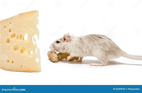 Rat And Cheese Stock Photo Image Of Funny Pest Nuts 8249920