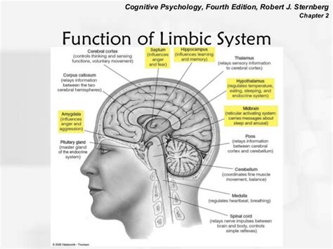 Function Of Limbic System Brain Anatomy Human Anatomy And Physiology